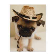 Cowboy-Mops-Welpe