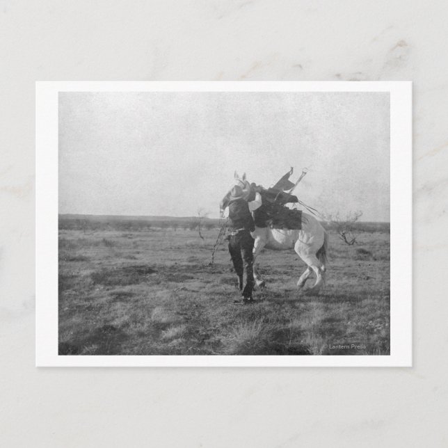 Cowboy "Red Saunders" Saddles a Bronco Postkarte (Vorderseite)