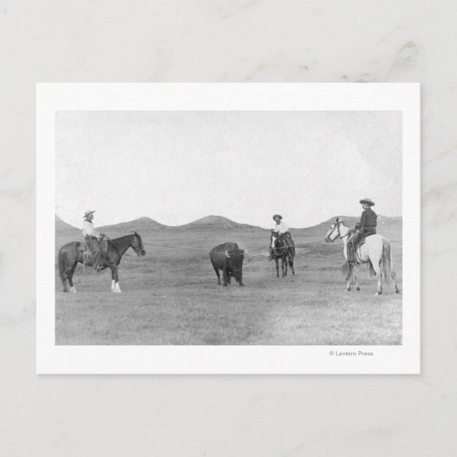 Cowboys auf Pferden Roping Buffalo Fotografie Postkarte (Vorderseite)