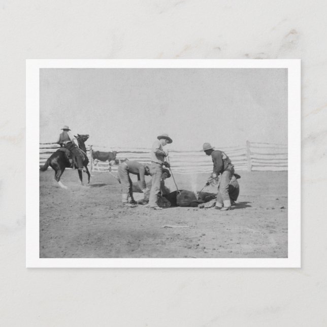 Cowboys Branding a Calf FotoSouth Dakota Postkarte (Vorderseite)
