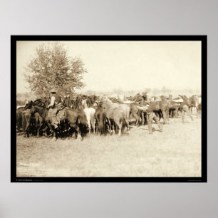 Cowboys, die eine Herde der Pferde Sd 1887 Roping Poster