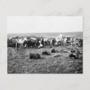 Cowboys, die Pferde behindern: 1906 Postkarte