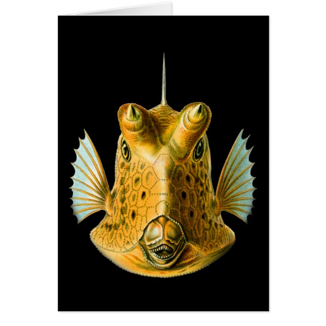 Cowfish Long-à cornes (Devant)