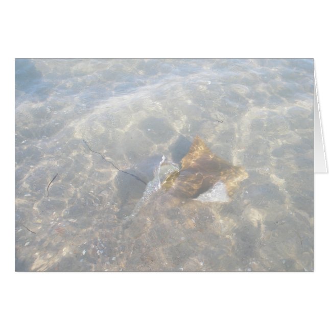 Cownose Stingray OBX Serie (Vorderseite (Horizontal))
