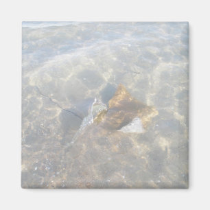 Cownose Stingray OBX Serie Magnet