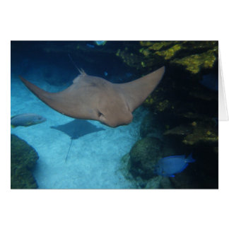 Cownose Strahl