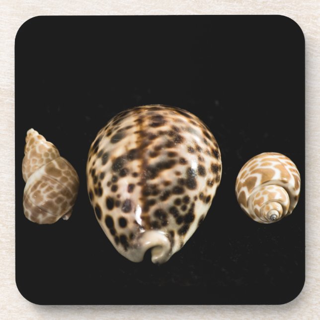 Cowrie Cones 2 Cork Untersetzer (Vorderseite)