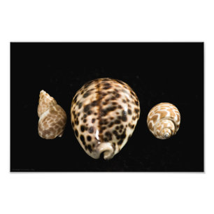 Cowrie Cones 2 Foto