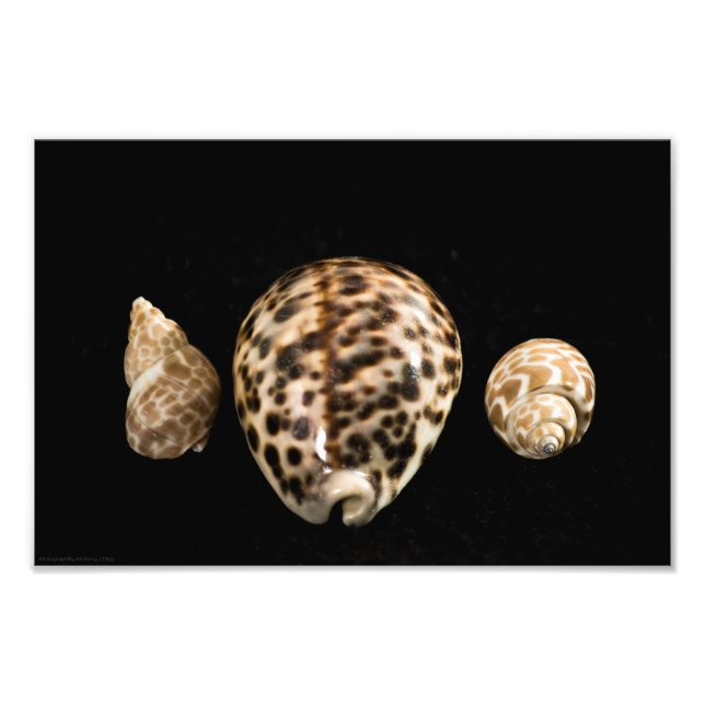 Cowrie Cones 2 Foto (Vorne)