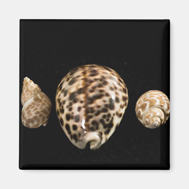 Cowrie Cones 2 Magnet (Vorne)