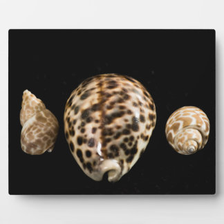 Cowrie Cones 2 Plaque Fotoplatte