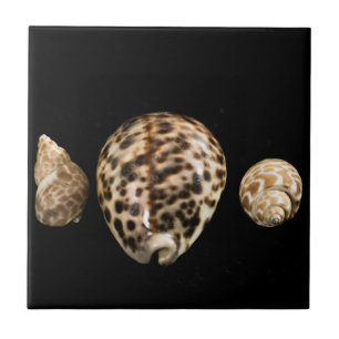 Cowrie Cones 2 Tile Fliese
