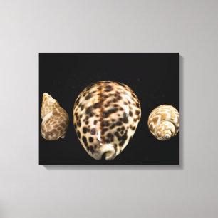 Cowrie Cones 2 Wrapped Canvas Leinwanddruck