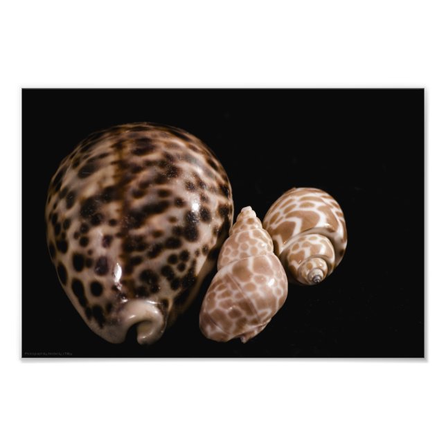 Cowrie Cones Foto (Vorne)