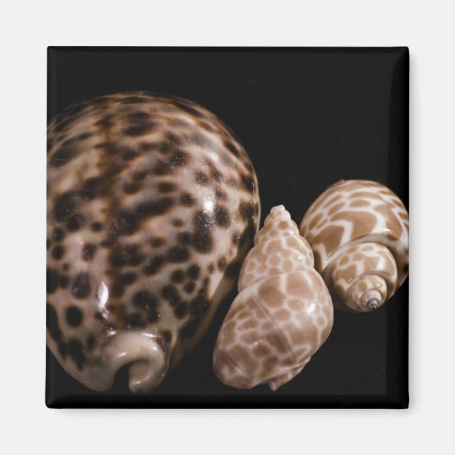 Cowrie Cones Magnet (Vorne)