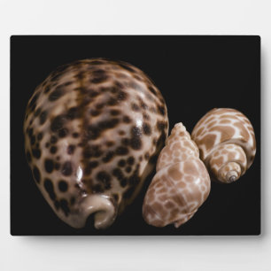 Cowrie Cones Plaque Fotoplatte
