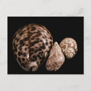 Cowrie Cones Postcard Postkarte