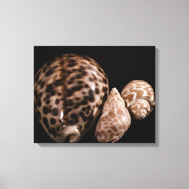 Cowrie Cones Wrapped Canvas Leinwanddruck (Vorderseite)