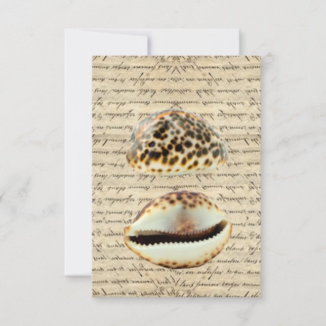 Cowrie Muscheln (Vorderseite)