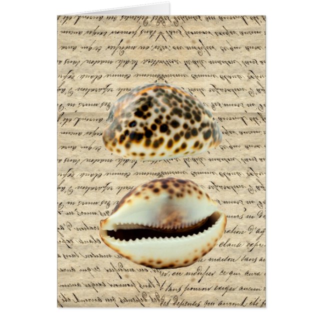 Cowrie Muscheln (Vorne)
