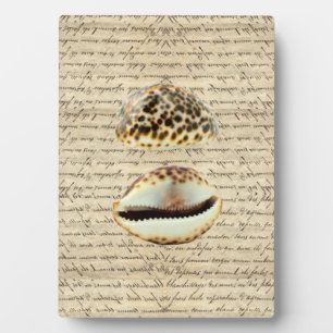 Cowrie Muscheln Fotoplatte