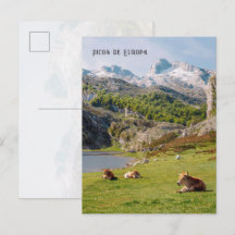 Cows by the Lakes of Covadonga, Asturias travel