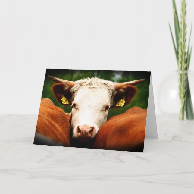 Cows Head Karte (Vorderseite)