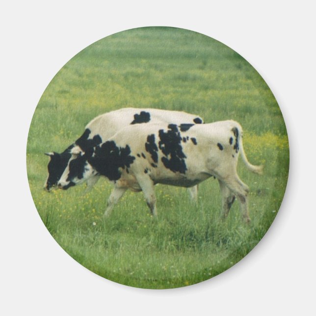 Cows Magnet (Vorne)