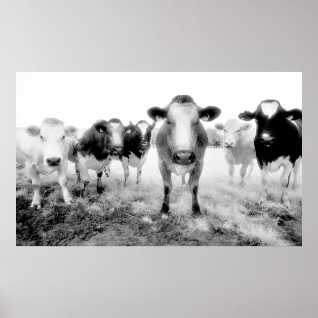 Cows Poster (Vorne)