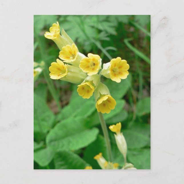 Cowslip Blume Postkarte (Vorderseite)