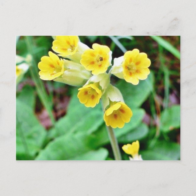 Cowslip-Blume Postkarte (Vorderseite)