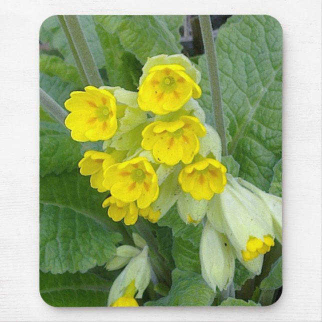 Cowslip Blumen Mousepad (Vorne)