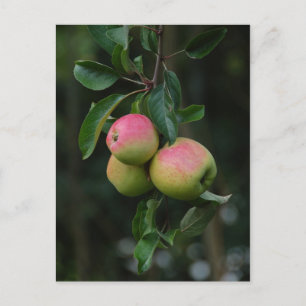 Cox Orange Apple Postcard Postkarte