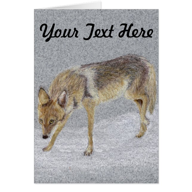 Coyote (Vorne)