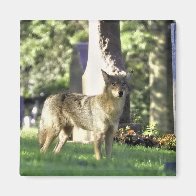 Coyote am Friedhof Magnet (Vorne)