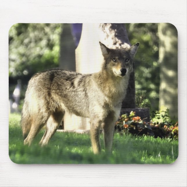 Coyote am Friedhof Mousepad (Vorne)