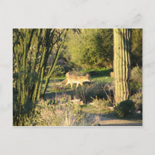 Coyote_at_dawn Postkarte
