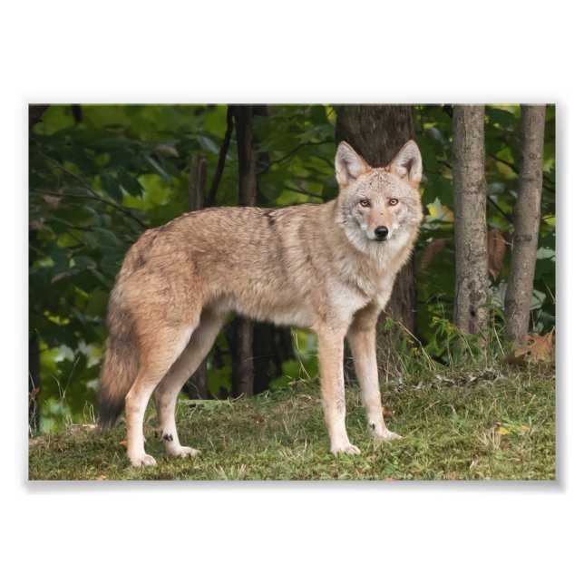 Coyote Beautiful Fotodruck (Vorne)