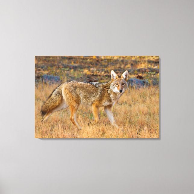 Coyote (Canis Latrans) Jagen Leinwanddruck (Vorderseite)