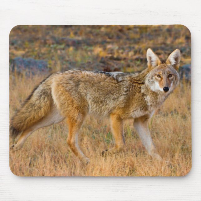 Coyote (Canis Latrans) Jagen Mousepad (Vorne)