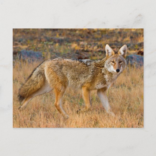 Coyote (Canis Latrans) Jagen Postkarte (Vorderseite)