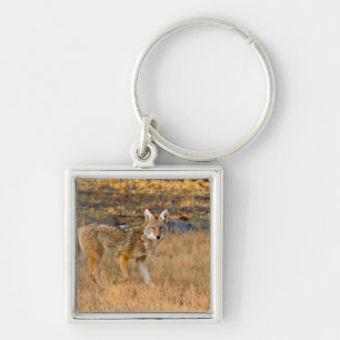 Coyote (Canis Latrans) Jagen Schlüsselanhänger