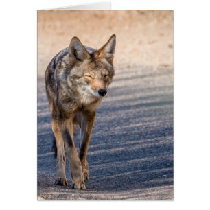 Coyote de Wiley