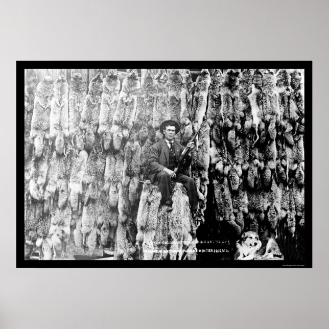 Coyote Hunter Mitte über 60 Pelts 1913 Poster (Vorne)