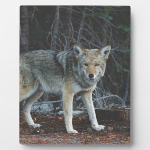 Coyote Hunting Fotoplatte