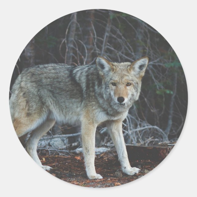 Coyote Hunting Runder Aufkleber (Vorderseite)