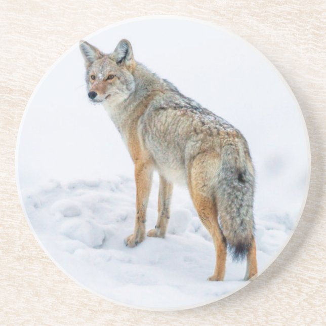 Coyote im Schnee Getränkeuntersetzer (Vorne)