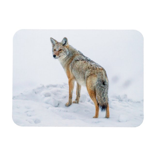 Coyote im Schnee Magnet (Horizontal)