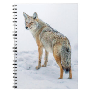 Coyote im Schnee Notizblock