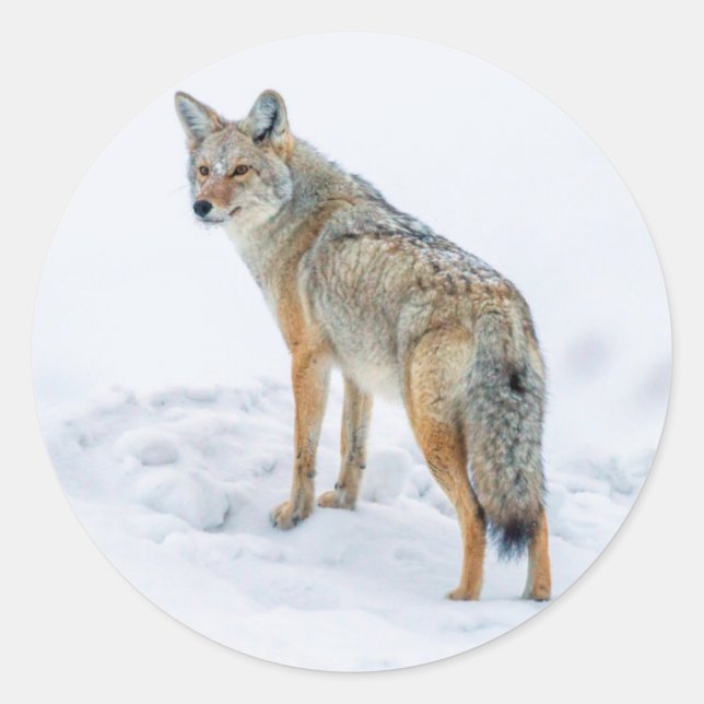 Coyote im Schnee Runder Aufkleber (Vorderseite)